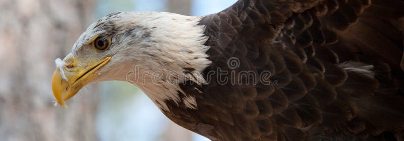 Young Bald Eagle panoramic royalty free stock images