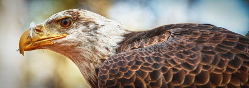 Young Bald Eagle panoramic stock photo