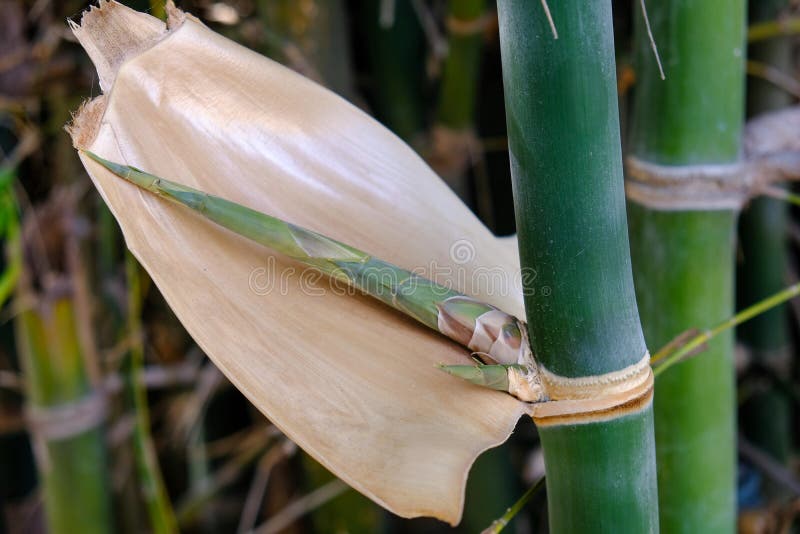 Young Bamboo Branch Shoots and Bamboo Stalks Stock Photo Image of