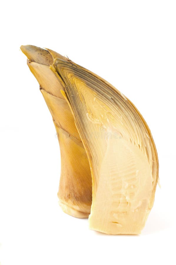 Young bamboo shoot stock photo. Image of shoot, bamboo 30368418