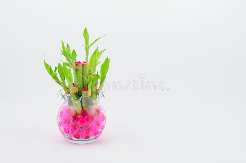 Young Bamboo Trees in a Glass Vase on White Stock Image Image of pink