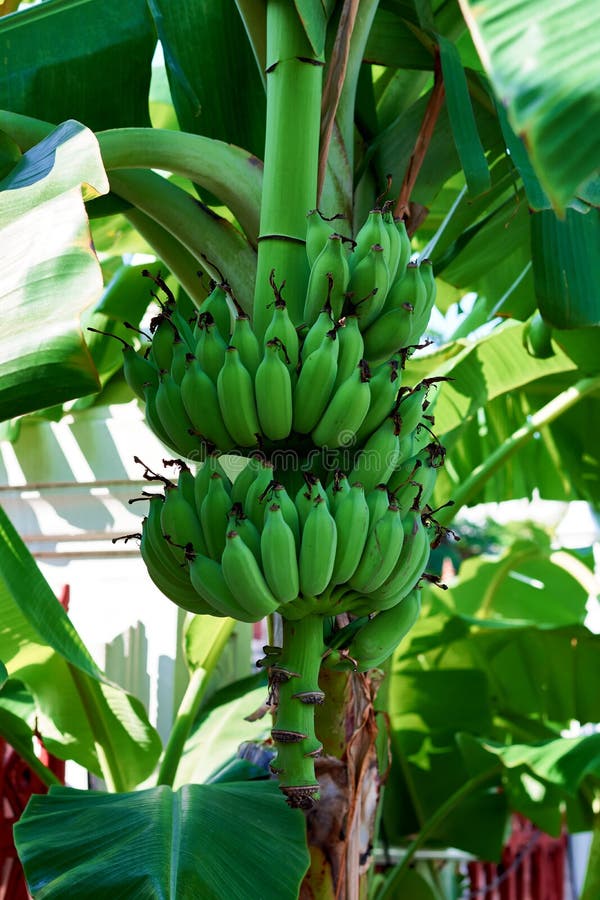 Young Banana Plants In Rural Farm In The Moring, Close Up Stock Photo ...