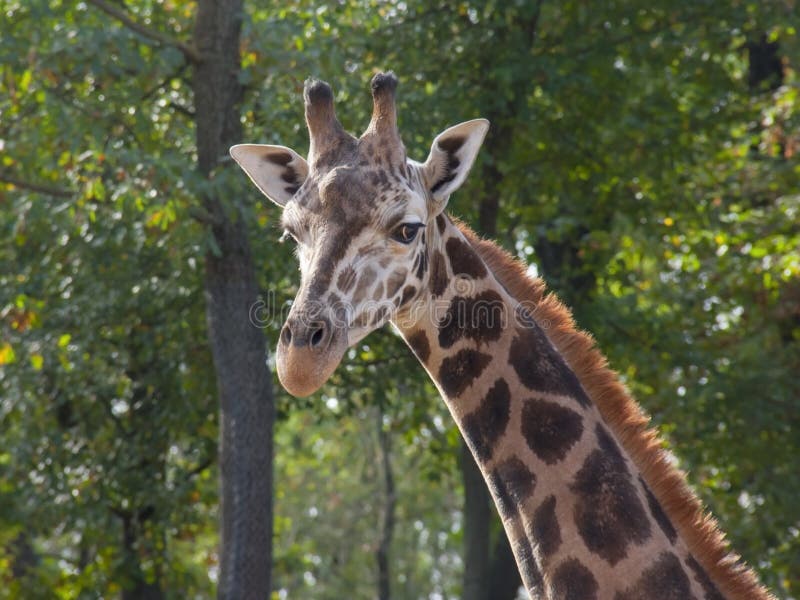 Young Baringo giraffe stock image Young Baringo giraffe stock image
