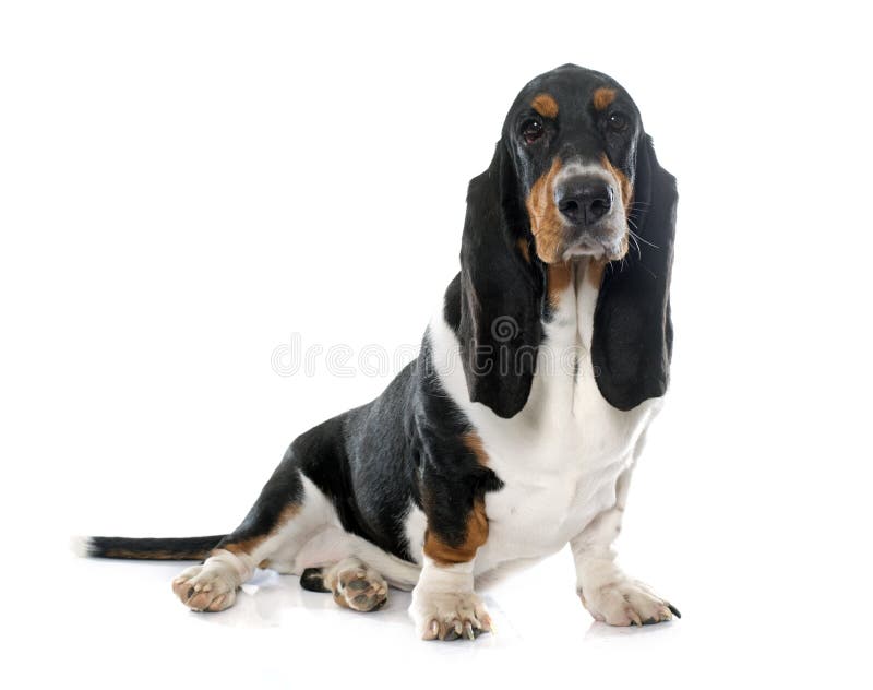 Young Basset Hound stock photo. Image of puppy, white 62148294