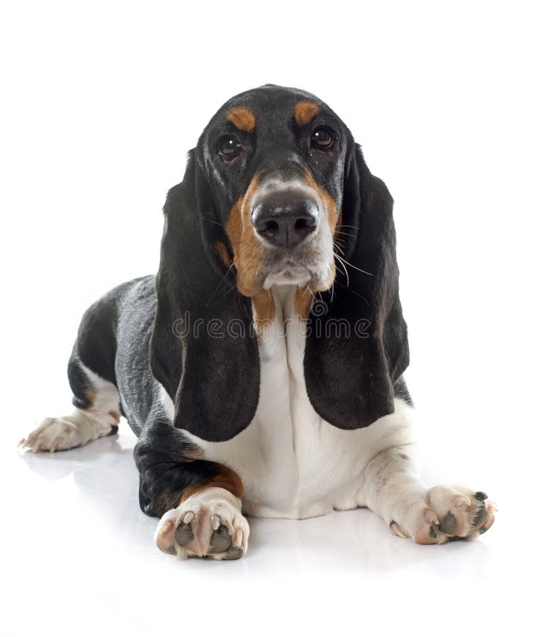 Young Basset Hound stock photo. Image of puppy, white 62148294