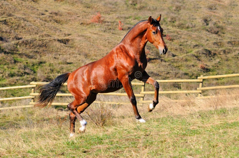 Bay Horse Standing Isolated White Background Stock Photo by ©kwadrat70  206585414