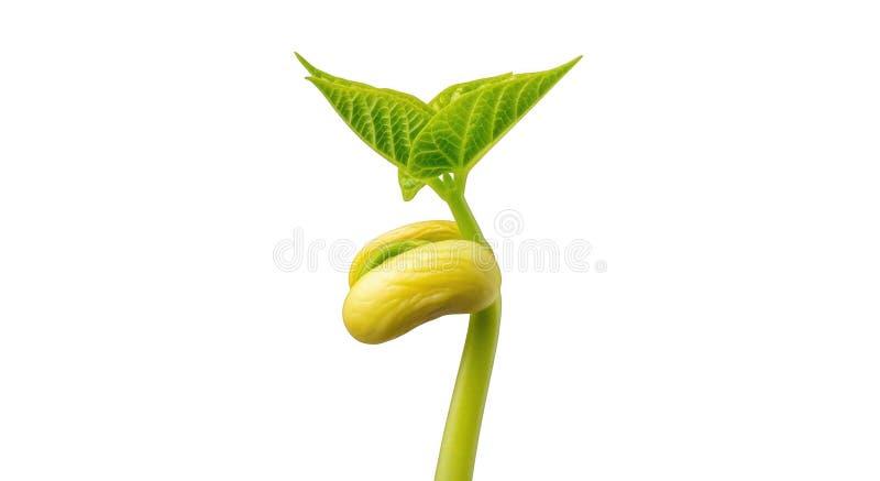 Young bean sprout growing isolated on transparent background vector illustration