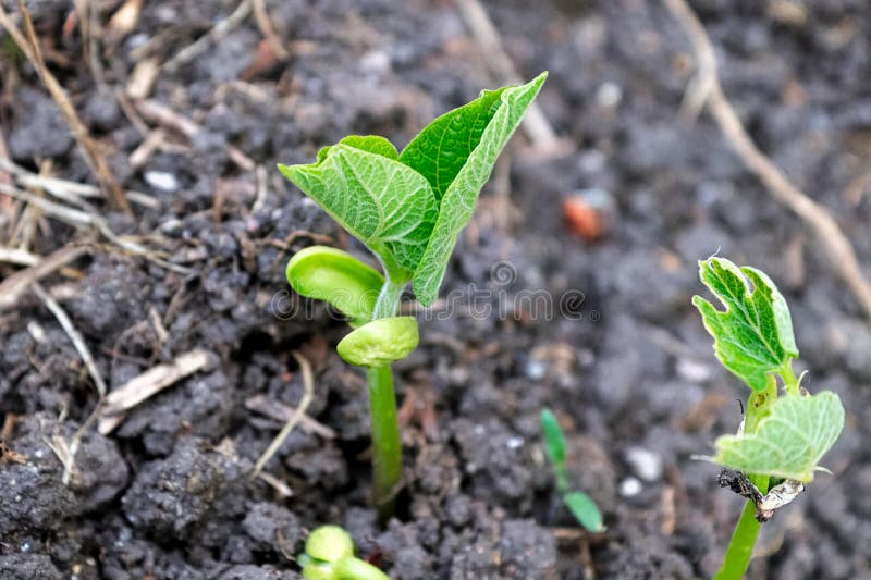 Young Bean Sprouts Growing Their First Leaves Stock Image Image of