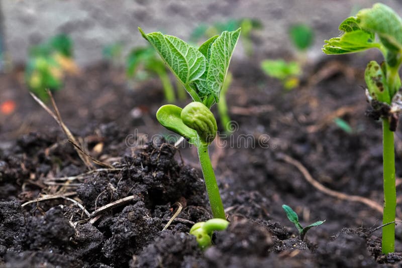 Young Bean Sprouts Growing Their First Leaves Stock Photo Image of