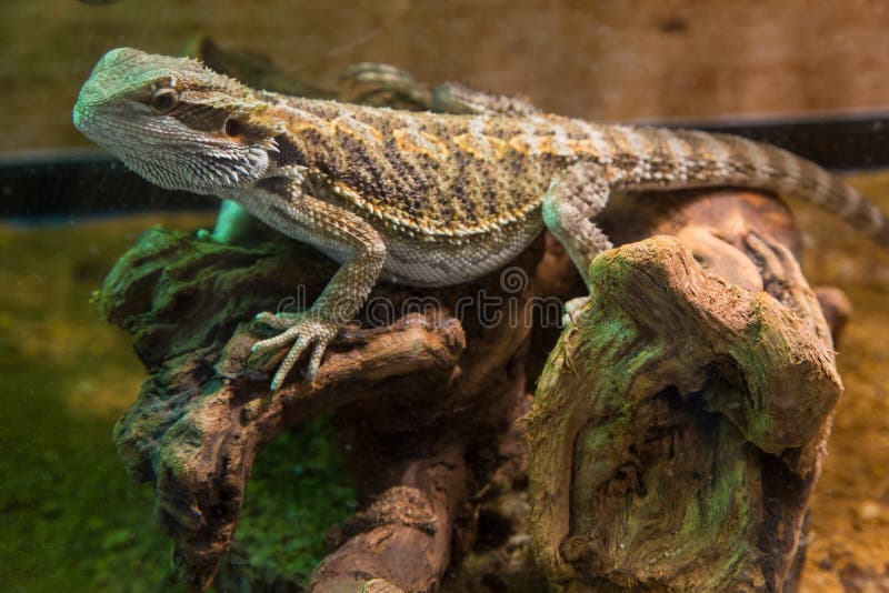 Bearded Dragon Basking Light Stock Photos Free & RoyaltyFree Stock