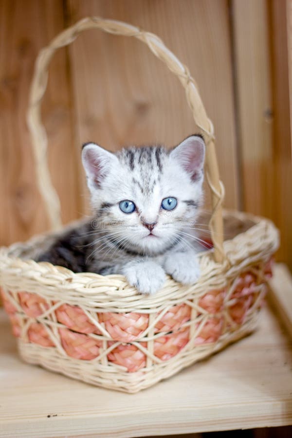 Young and Beautiful Kitten Sitting in a Basket. Stock Photo - Image of ...