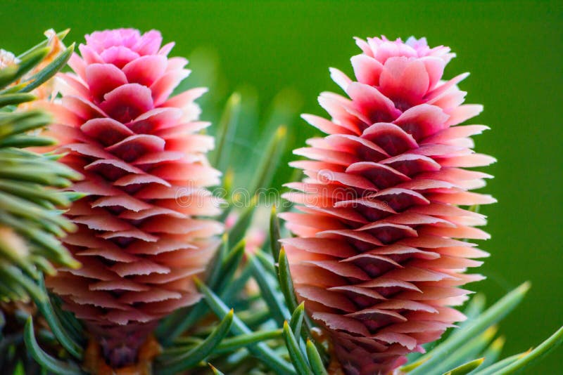 Young Beautiful Pink Fir Cones on a Branch Stock Photo Image of
