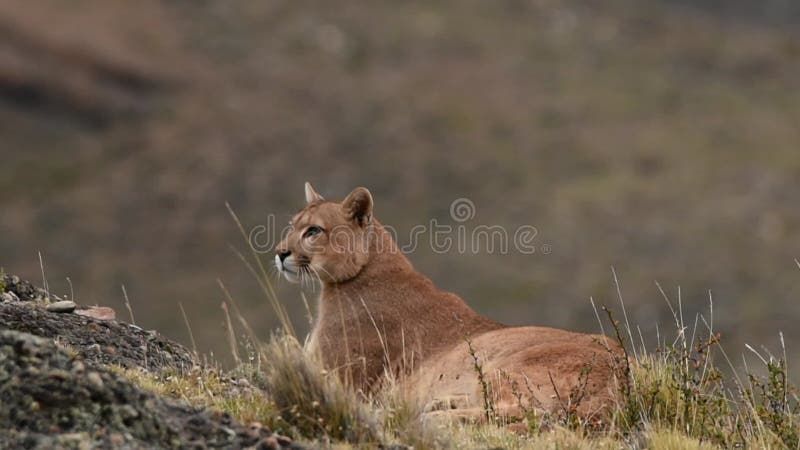 Beautiful Puma in autumn forest. American cougar - mountain lion. Wild cat  walks in the forest, scene