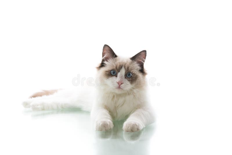 Young beautiful Ragdoll cat on white background