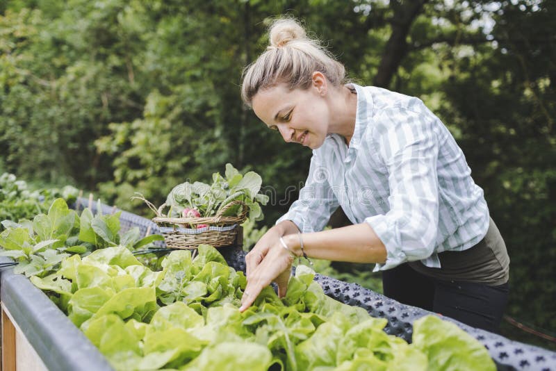She like vegetables. Young attractive woman harvesting Vegetable. Radishes in the Garden.