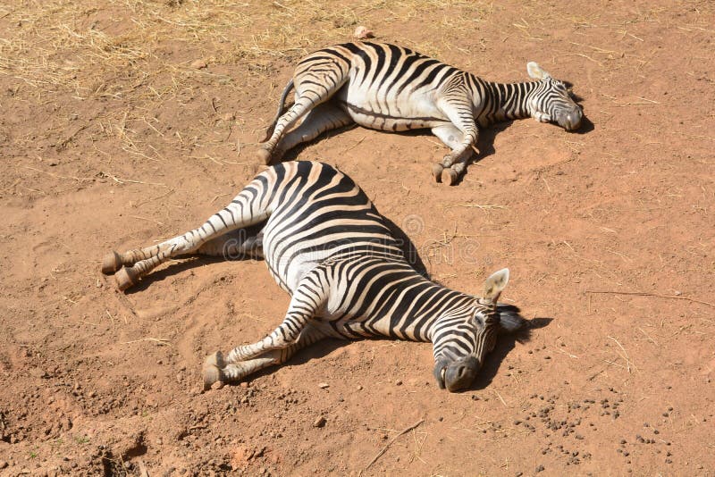 Young Burchell's Zebras (Equus Burchellii) Stock Photo - Image of