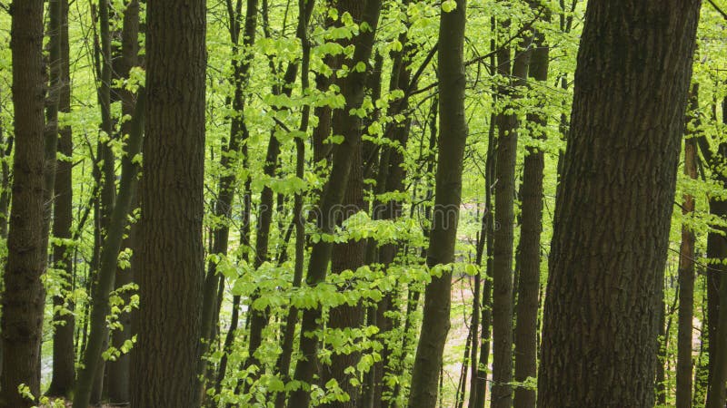 Young Beech Forest