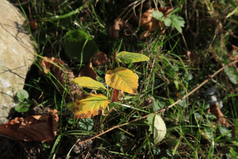 Young beech seedling in the forest, Slovakia