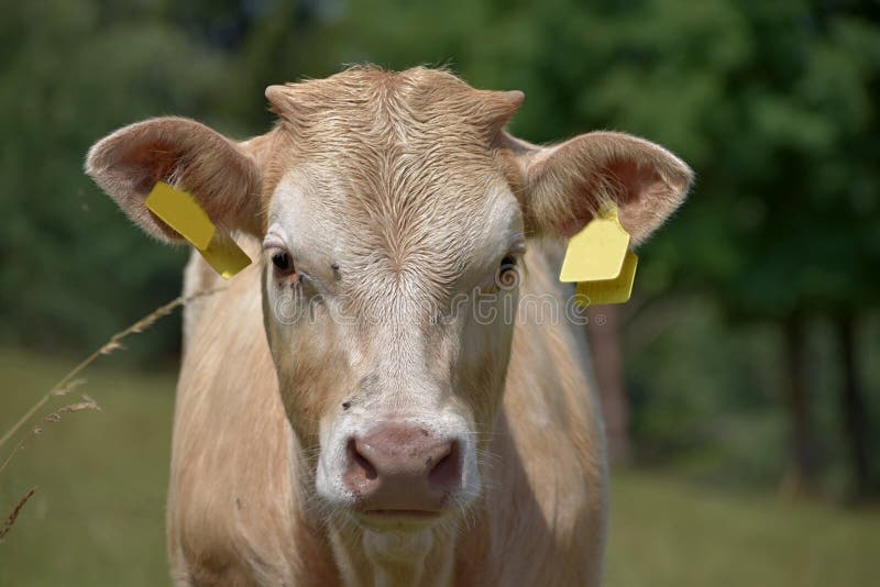 Young beef cattle on a grassy pasture. Detail of a cow