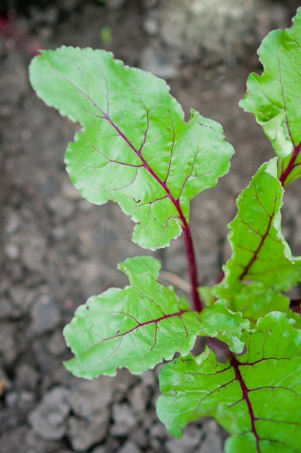 Young beet sprouts stock photo. Image of beet, beetroot 18832884