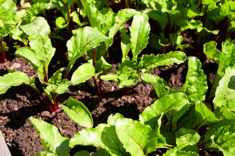 Young Beet Sprouts in the Soil. Organic Vegetable Garden Stock Image Image of grow, vegetable