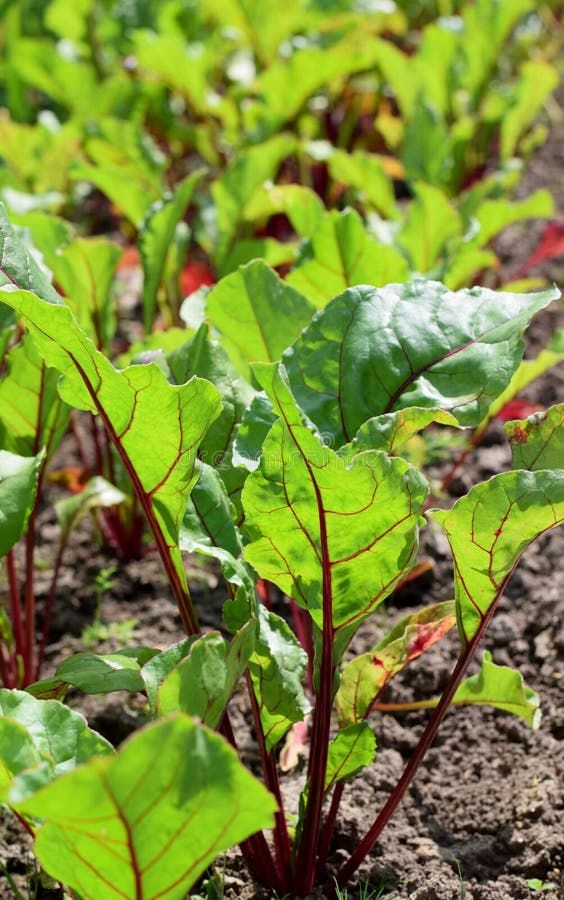 Young Beetroot Leaves on the Garden Bed Stock Image Image of rays