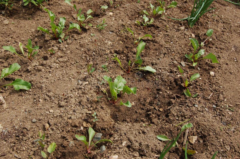 Young Beetroot Seedling Plants Growing in Rows Stock Photo Image of