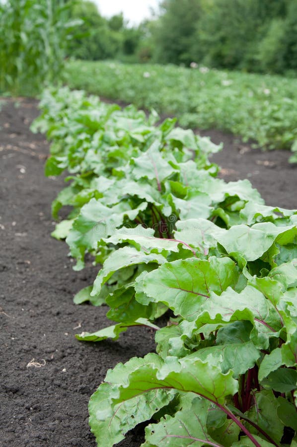 Young beets on a bed