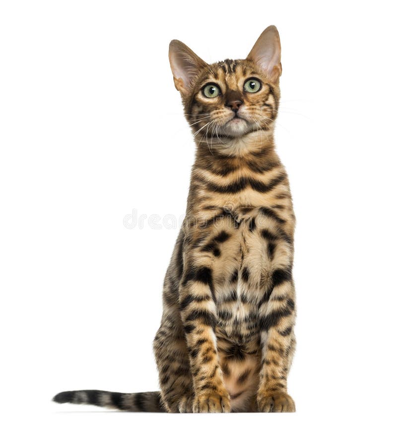 Young Bengal cat sitting (5 months old), isolated