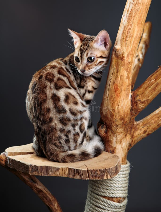 Young Bengal Cat Studio Portrait Stock Image Image of housecat