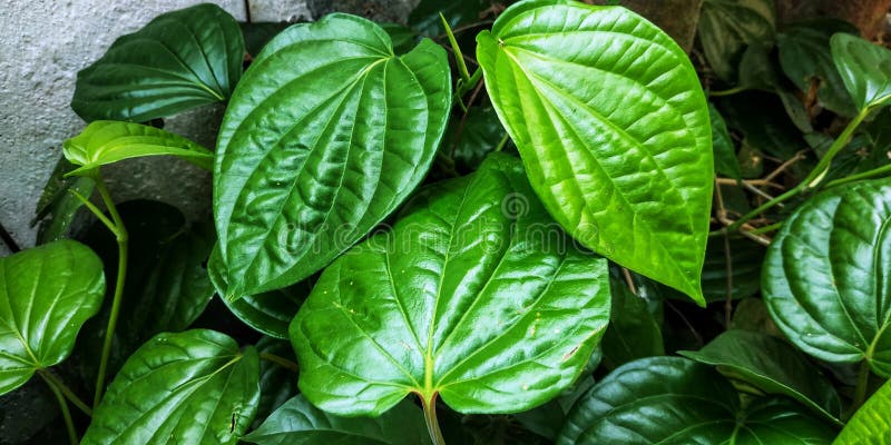Young Betel Leaves Plant stock photo. Image of shrub - 203759806