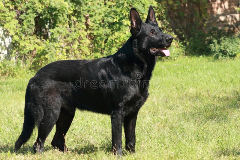 504 Black German Shepherd Side Photos Free Royalty Free Stock Photos From Dreamstime