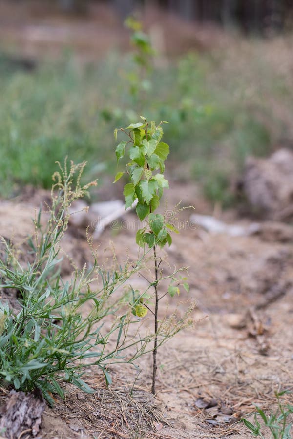 A Young Birch Tree in the Forest. Deciduous Little Plant in Sand Stock Image Image of fresh