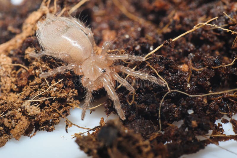 Young bird spider close up.