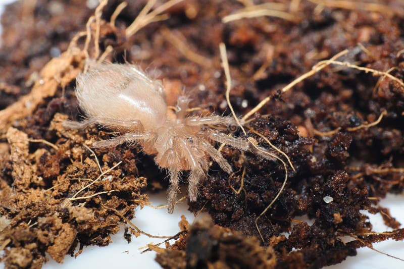 Young bird spider close up.