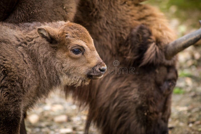 Young bison in nature