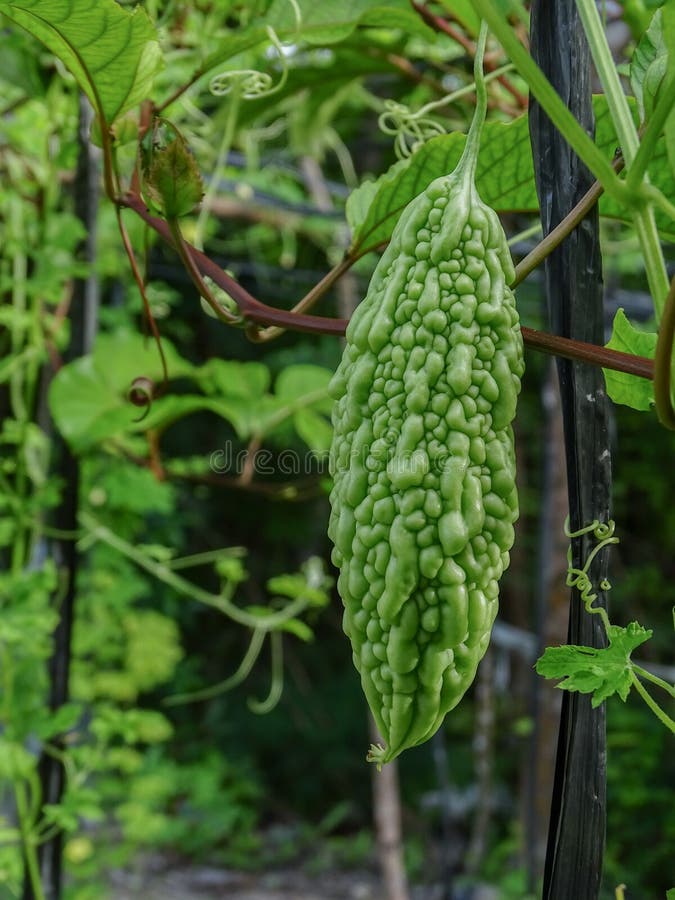 Young Bitter Melon on the Tree Stock Photo Image of food, evergreen 242654280