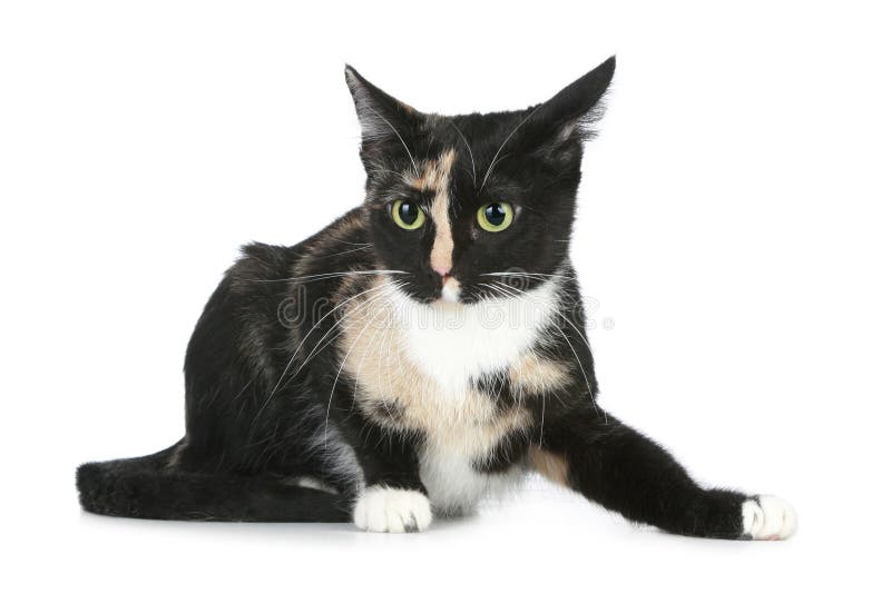 Young Black Brown Cat (tortoise Colour) Stock Image Image of gazing