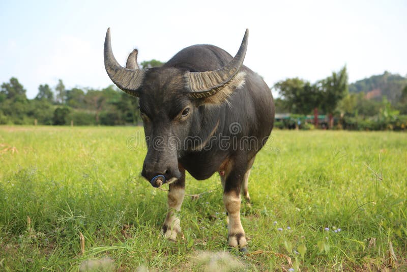 Free Images : nature, grass, horn, pasture, grazing, mane, beef, fauna,  close up, nose ring, goats, vertebrate, yak, horns, wildlife photography,  animal portrait, water buffalo, cattle like mammal, cow goat family, muskox