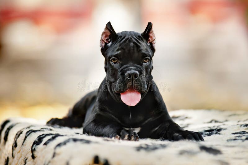 Young Black Cane Corso Puppy Lying in Front Stock Image Image of