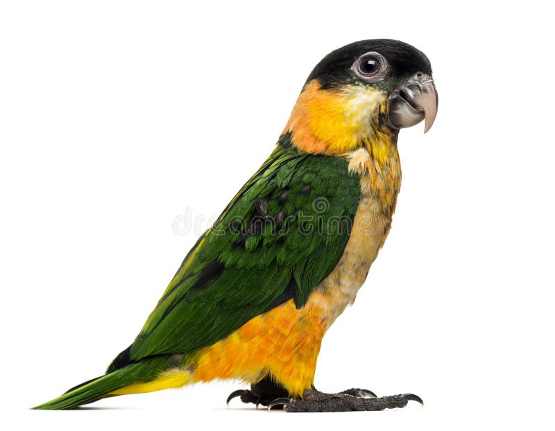 Young Black-capped Parrot (10 weeks old)