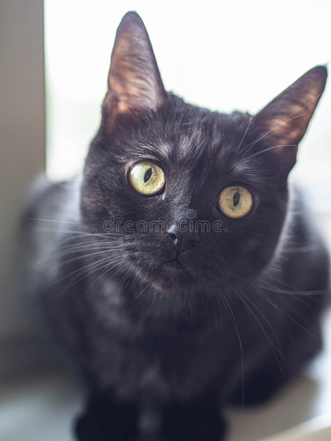 Young Black Cat Sitting on Glass Shelves Looking at Camera Stock Image