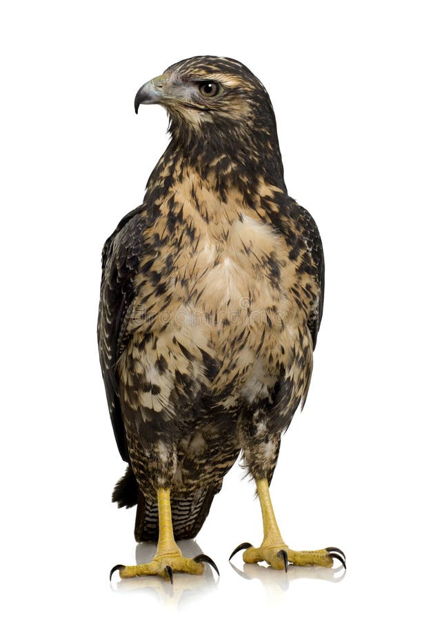 Young Black-chested Buzzard-eagle