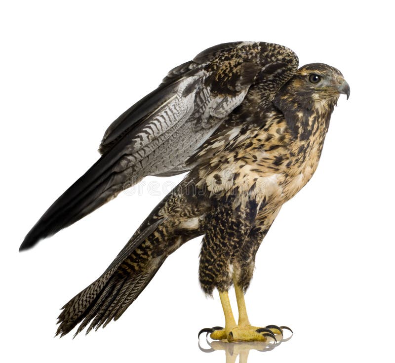 Young Black-chested Buzzard-eagle