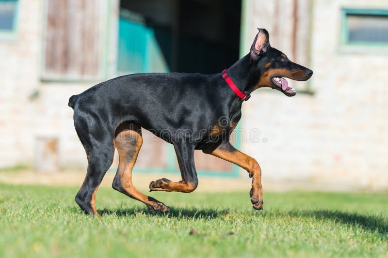 Scary doberman stock image. Image of sinister, evil, breed 19893301