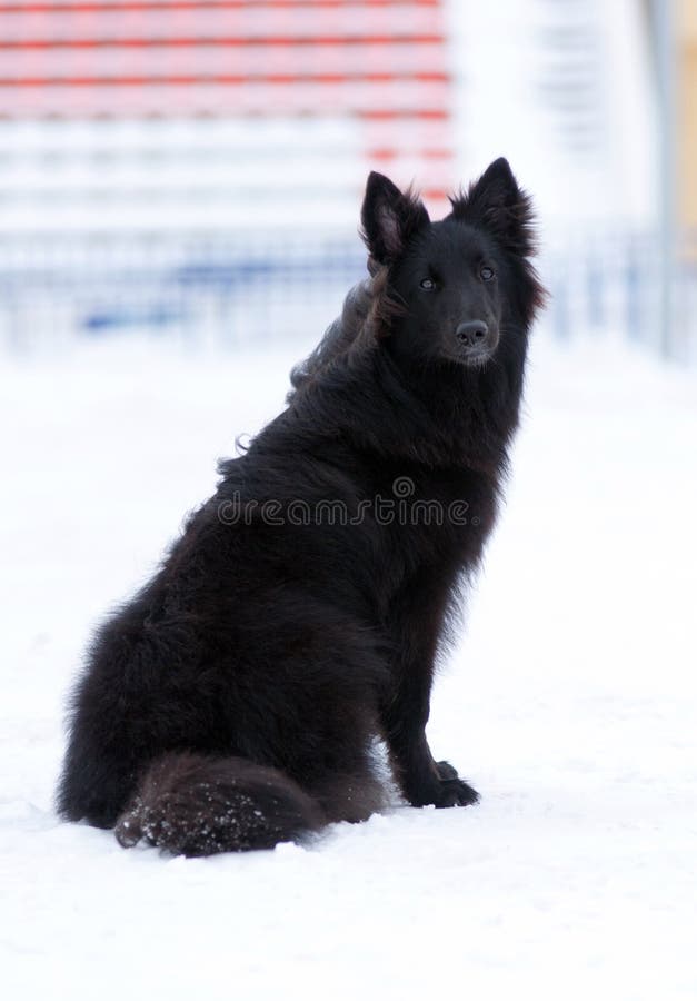 Young Black and White Border Collie Dog Stock Photo Image of collie, meadow 49216234