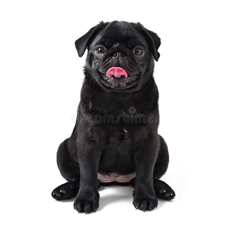 Young black dog pug posing stock photo. Image of isolated 52463592