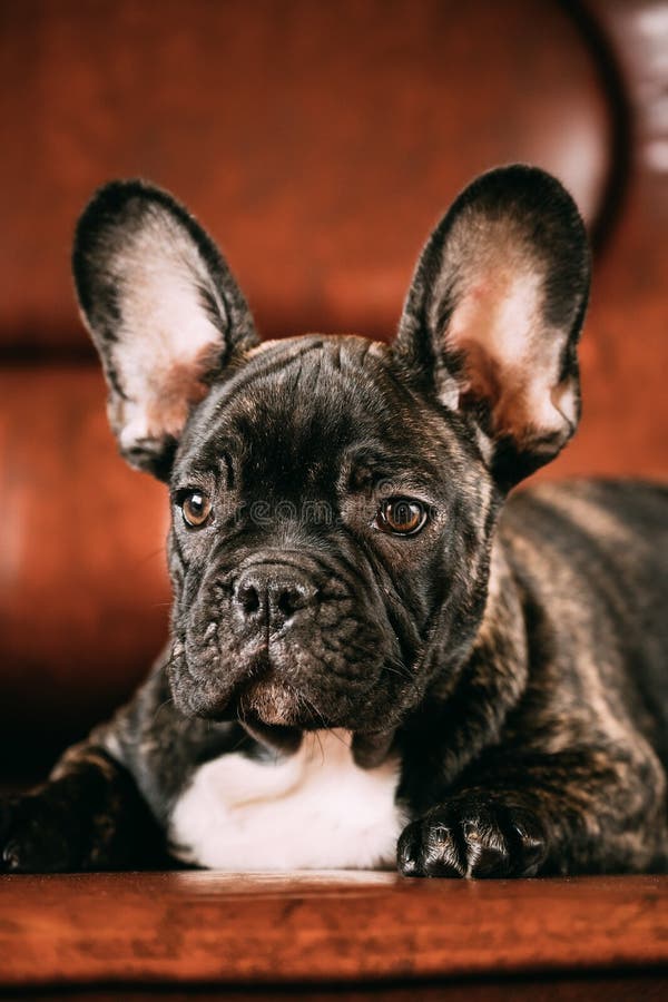 Young Black French Bulldog Dog Puppy with White Spot Sit on Red Stock ...