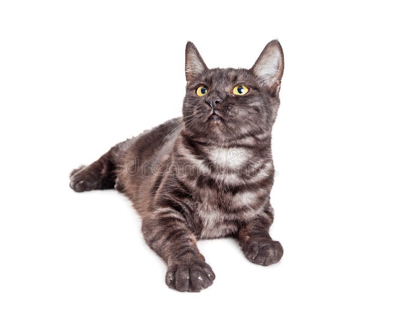 Young Black and Grey Tabby Cat Looking Up Stock Photo - Image of mammal ...