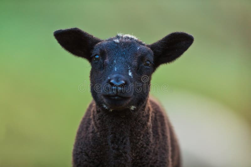 Young black lamb portrait on pasture, early morning in spring.